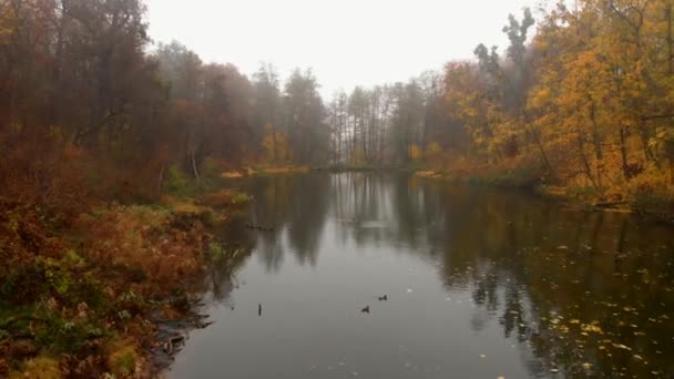 Drone aérien d'arbres colorés au-dessus d'un petit lac dans le brouillard dans un parc d'automne, Ukraine
