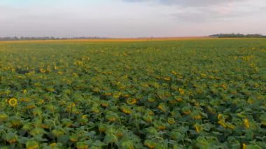 Yaz günbatımında ayçiçeği tarlasının havadan görünüşü, İHA 4k