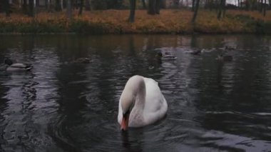 Sonbaharda yavaş çekimde parkta ekmek yiyen beyaz kuğu.