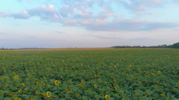 夏の日没時のひまわり畑の空中風景 ドローン4K — ストック動画