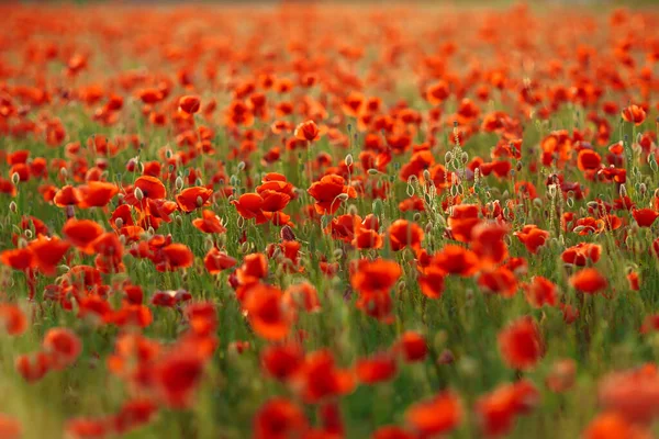 Poppies Green Field Summer Sunset Selective Focus — Stock Photo, Image