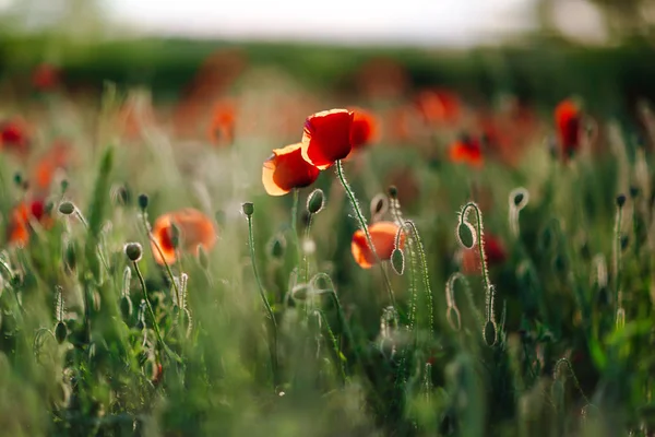 Poppies Green Field Summer Sunset Selective Focus — Stock Photo, Image