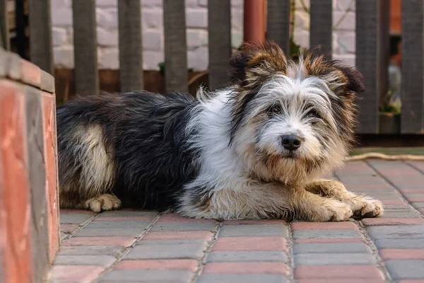 Bulanık arka planda sevimli, kıllı bir köpeğin portresi, komik ve anlamlı.