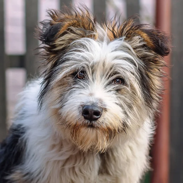 Bulanık arka planda sevimli, kıllı bir köpeğin portresi, komik ve anlamlı.