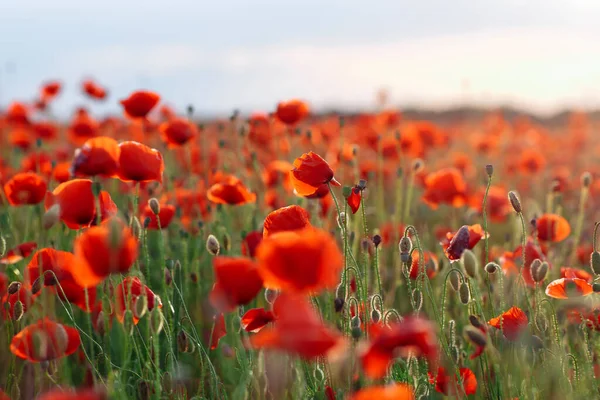 Poppies Green Field Summer Sunset Selective Focus — Stock Photo, Image