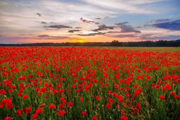 Poppies Green Field Summer Sunset Selective Focus — Stock Photo, Image