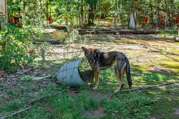 Anjing Tanpa Rumah Kurus Amusement Car Ride Yang Ditinggalkan Taman — Stok Foto