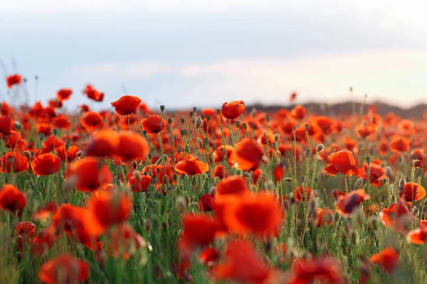 Poppies Green Field Summer Sunset Selective Focus — Stock Photo, Image