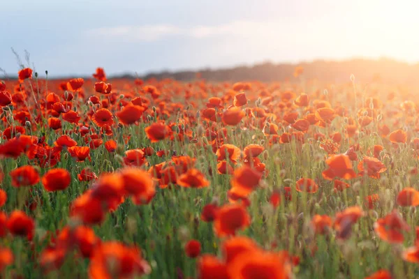 Poppies Green Field Summer Sunset Selective Focus — Stock Photo, Image