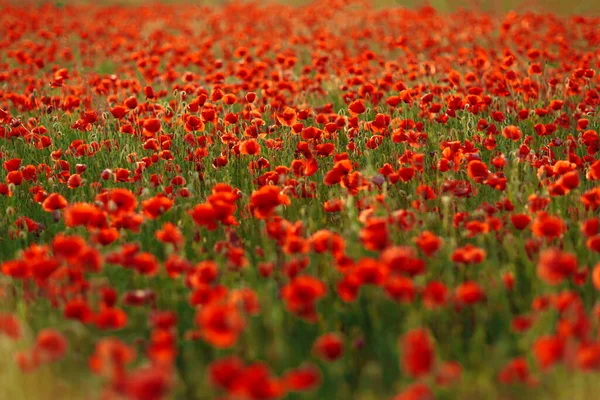 Poppies Green Field Summer Sunset Selective Focus — Stock Photo, Image