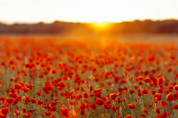 Poppies Green Field Summer Sunset Selective Focus — Stock Photo, Image