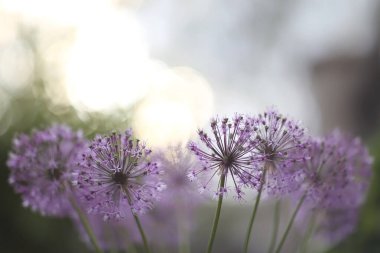 Mor çiçekler covid-19 bakterisi gibi görünüyor, mor karahindiba, bulanık arkaplan üzerine seçici bir odak