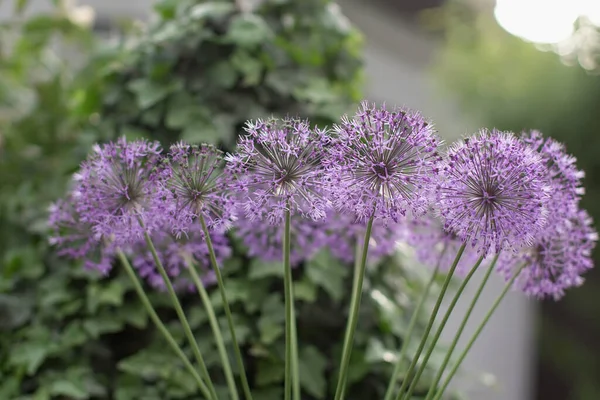 紫罗兰花看起来像Covid 19细菌 紫色蒲公英 有选择的焦点 — 图库照片