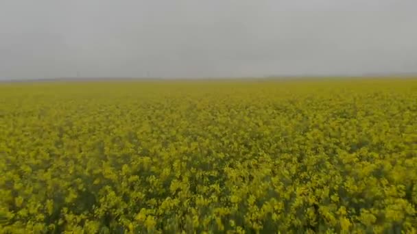 Vista aérea amarela do drone do campo da canola. Campo de floração de colza com tiras de estupro amarelo brilhante . — Vídeo de Stock