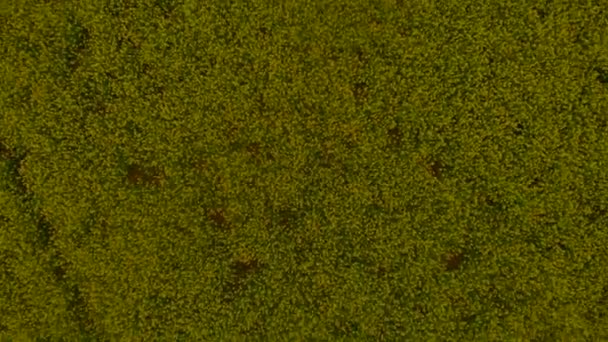 Champ de canola jaune vue aérienne de drone. Champ de fleurs de colza avec des bandes de colza jaune vif .