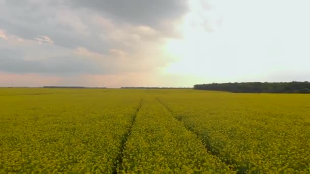 Żółty widok z lotu ptaka. Pole kwiatów rzepaku z paskami jasnożółtego rzepaku i latającymi ptakami. — Wideo stockowe