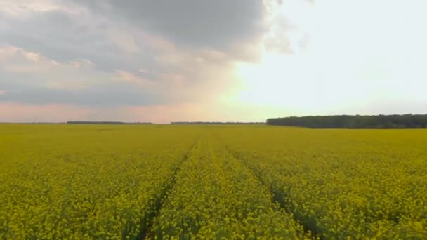 Champ de canola jaune vue aérienne de drone. Champ de fleurs de colza avec bandes de viols jaune vif et oiseaux volants .