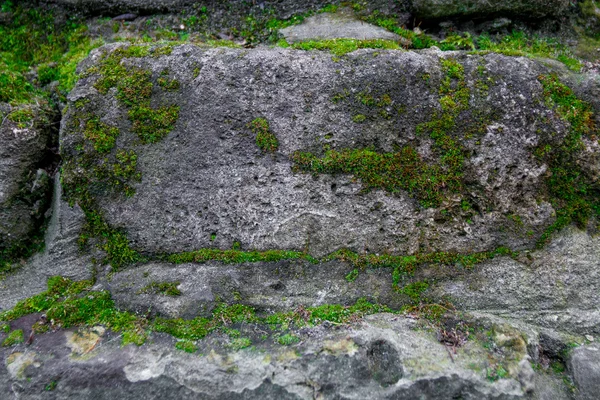 苔と石の背景。れんが造りの壁のテクスチャ。森の中の古い岩-栽培. — ストック写真