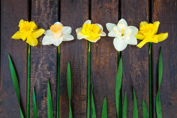 NARCIS op donkere houten achtergrond. Gele en witte narcissen. Wenskaart. Bovenaanzicht. — Stockfoto