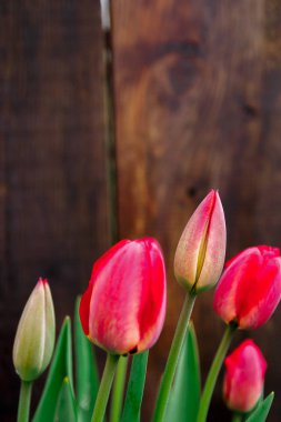 Lale ahşap arka plan üzerinde. Uzay kopyalayın. Tebrik kartı.