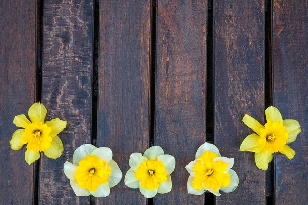 Narciso su sfondo di legno scuro. Narciso giallo e bianco. Biglietto d'auguri. Ricevuto. Vista dall'alto . — Foto Stock