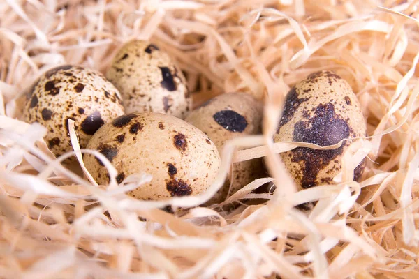 Jaja przepiórcze w gniazdo siana. Z bliska. — Zdjęcie stockowe