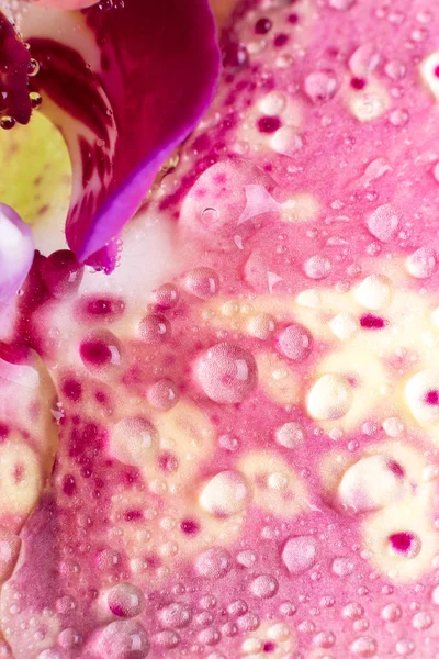 Orchid background. Macro of flower petal with water drops. Inside. — Stock Photo, Image