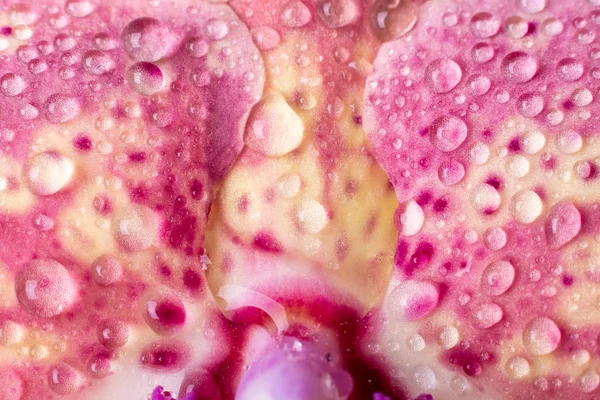 Storczyk makro z kropli wody. Phalaenopsis — Zdjęcie stockowe