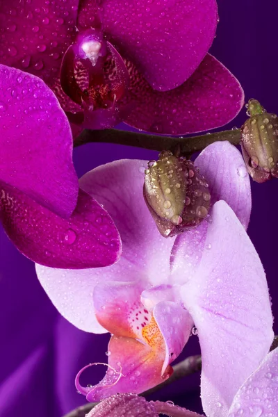 Orchid macro with water drops. Phalaenopsis Stock Photo