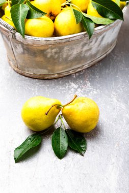 Sarı armut gri arka planda gri sepet içinde. Hasat.