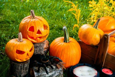 Cadılar Bayramı. Jack-o-Lantern. korkutucu kabak mumlar ve yeşil orman, açık örümcek yakınındaki bir gülümsemeyle. Dekorasyon. 