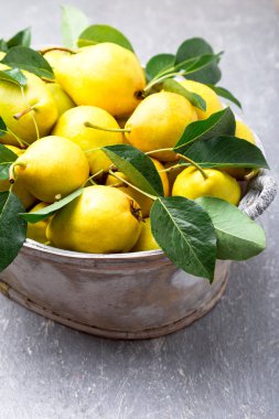 Sarı armut gri arka planda gri sepet içinde. Hasat. Yakın çekim. Armut dolu kutu.