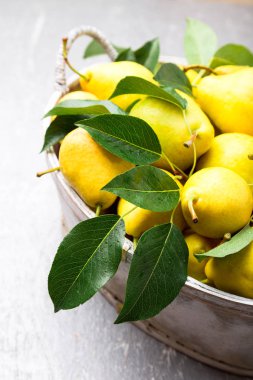 Sarı armut gri arka planda gri sepet içinde. Hasat. Yakın çekim. Armut dolu kutu.