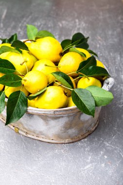 Sarı armut gri arka planda gri sepet içinde. Hasat. Yakın çekim. Armut dolu kutu.