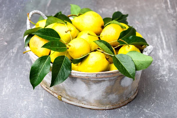 Sarı armut gri arka planda gri sepet içinde. Hasat. Yakın çekim. Armut dolu kutu.
