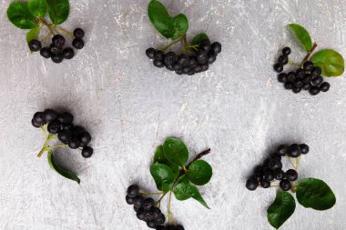 Chokeberry gri arka plan üzerinde. Yaprak ile Aronia berry. Üstten Görünüm. Kopya alanı.