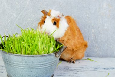 Redhead  guinea pig near vase with fresh grass. clipart