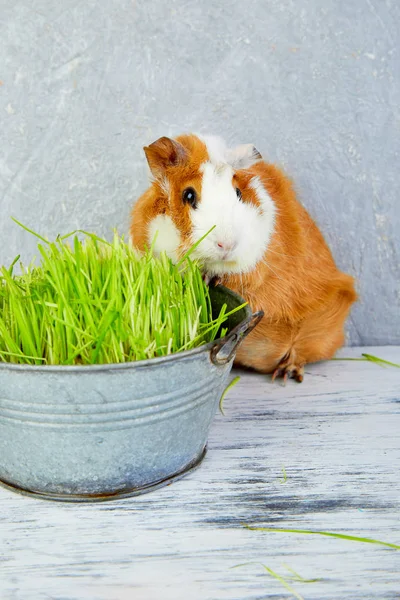 Redhead marsvin nära vas med färskt gräs. — Stockfoto