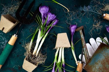 Bahçe aletleri, turba tencere, Çiğdem çiçek. Bahar