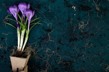 Bahçe. Turba tencere, Çiğdem çiçek ve genç fidan. Bahar