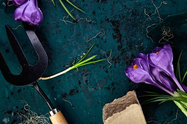 Herramientas de jardinería, macetas de turba, flor de azafrán. primavera — Foto de Stock