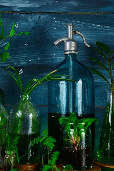 Мини стеклянные вазы и бутылка с зелеными листьями, растениями. Садоводство . — стоковое фото