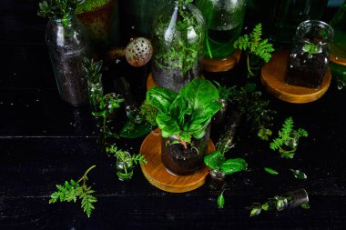 Mini cam vazo ve şişe yeşil yaprakları, bitkiler. Bahçe. 