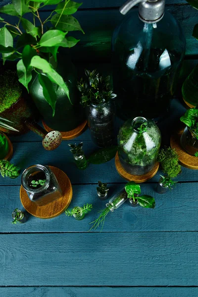 Mini glass vases and bottle with green  leaves, plants. — Stock Photo, Image