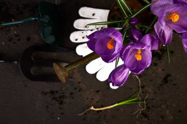 Attrezzi da giardinaggio, giovani piantine, fiori di cocco. primavera — Foto Stock