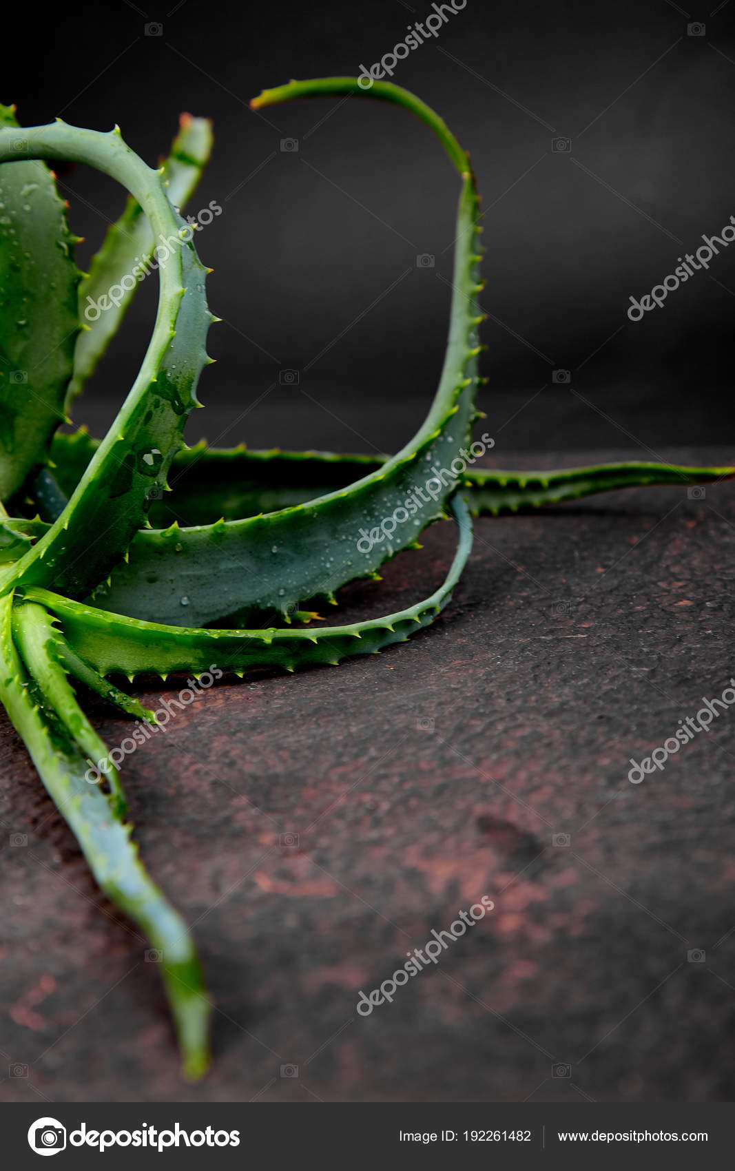 Aloe Vera Brown Background Star Cactus Aloin Jafferabad Aloe Barbadensis Stock Photo C Bondarillia 192261482