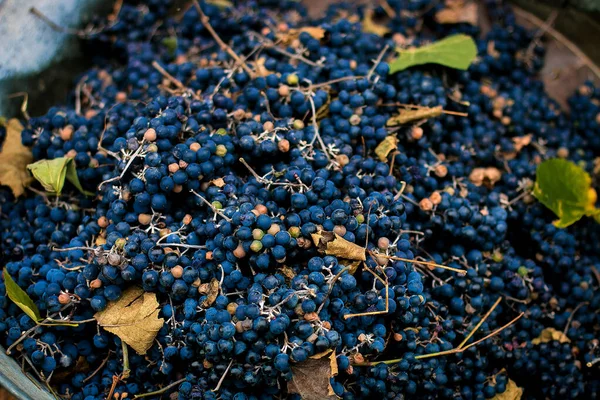 Skörd Mörka Druvor För Vin Korg Ovanifrån — Stockfoto