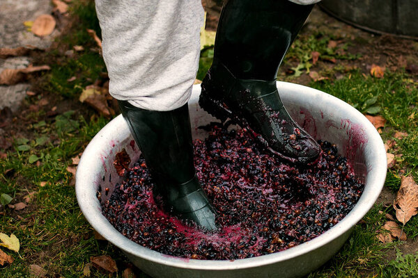 Men crushing or press ripe grapes by fit in boots. Pressing grapes to make wine old style.