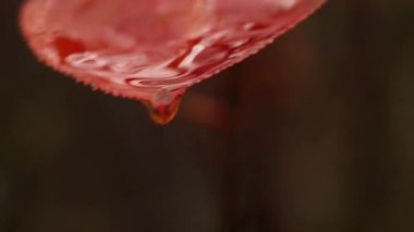 Bir sonbahar gününde yağmur damlalarıyla kırmızı yaprak