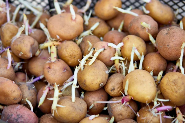 Patates püresi. Bahar arifesinde patates filizlenir, filizlenir, kapanır..